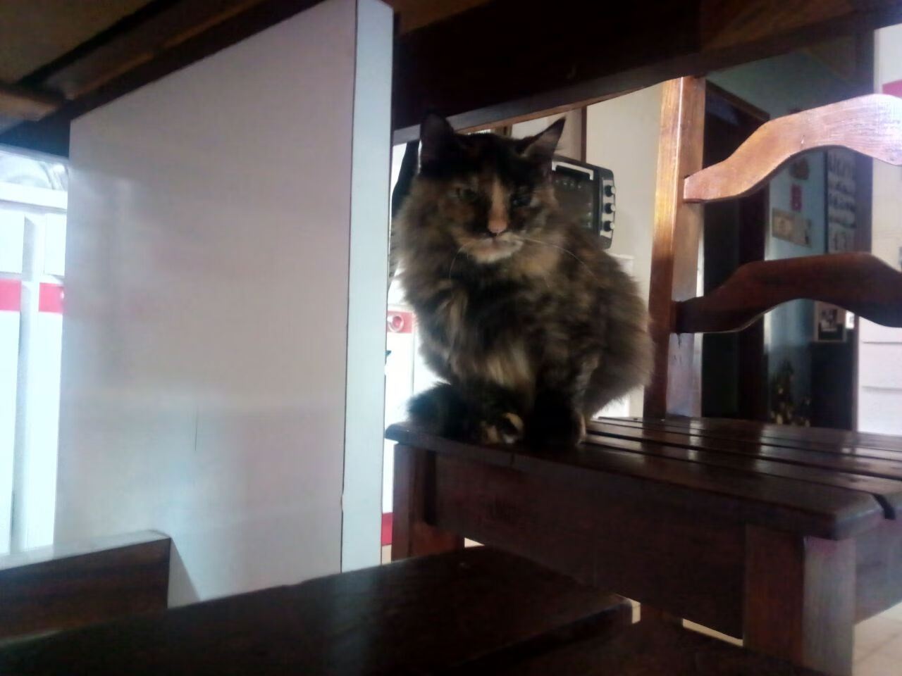 女子柔道亚洲杯中国姑娘再添金牌,2021女子柔道比赛