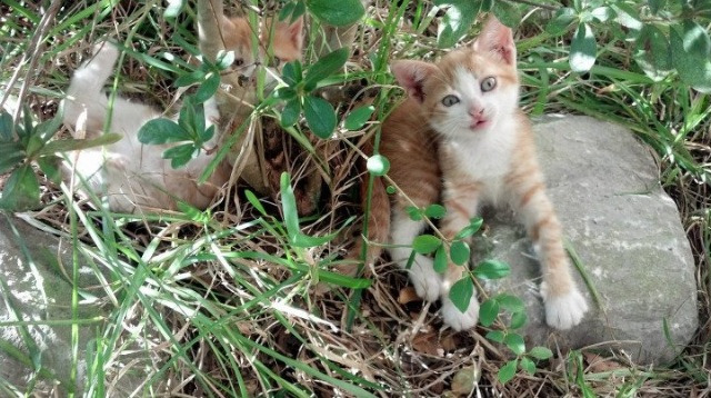 中国女子网球队打入联合会杯四强,中国 女子 网球
