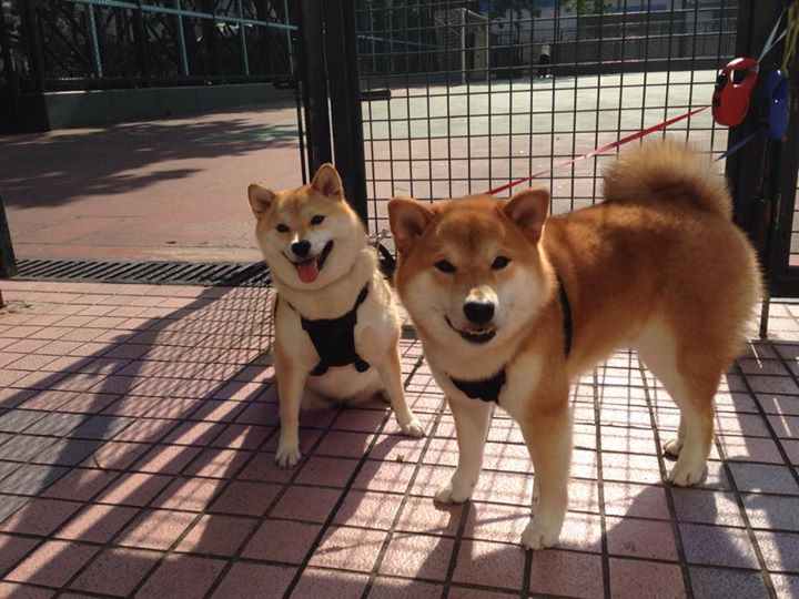 中国棒球联赛重启 吸引众多年轻观众,中国棒球联赛官网