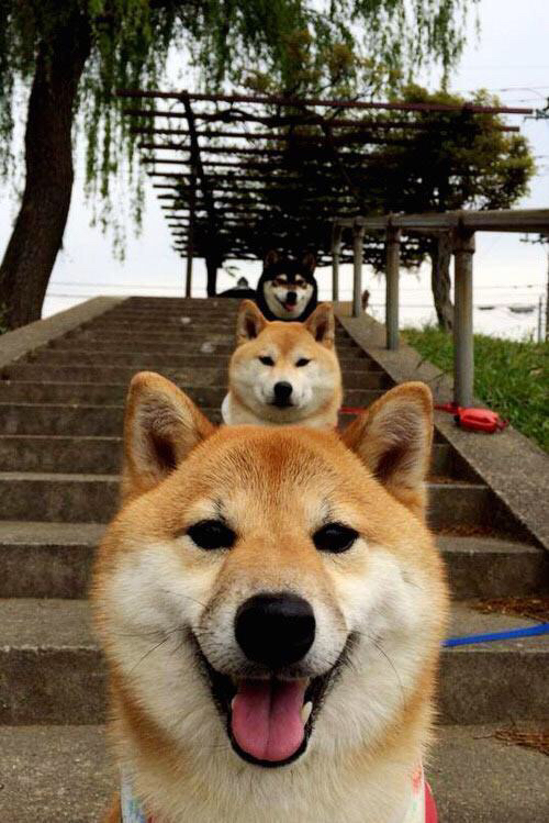 勒沃库森中锋支点作用激发进攻活力,勒沃库森厉害吗