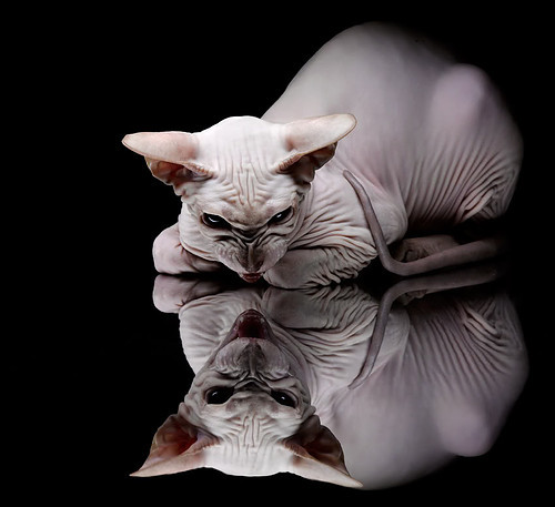 国际乒联混合团体世界杯:罗马尼亚队展现出色团队合作与默契,罗马尼亚乒乓球帅哥