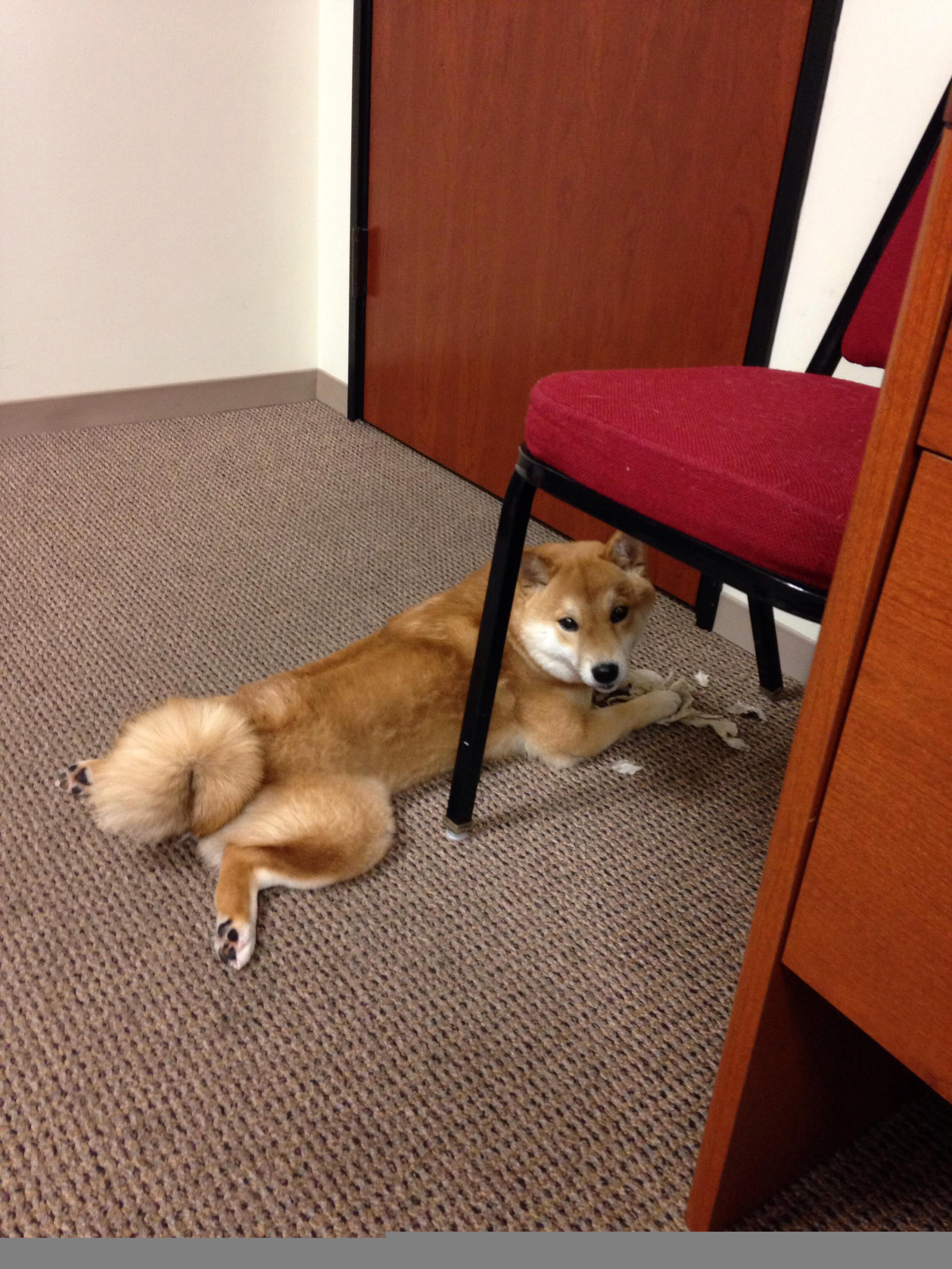 华体会在线下载-外教与翻译配合质量影响教学效果，外教与翻译配合质量影响教学效果的因素