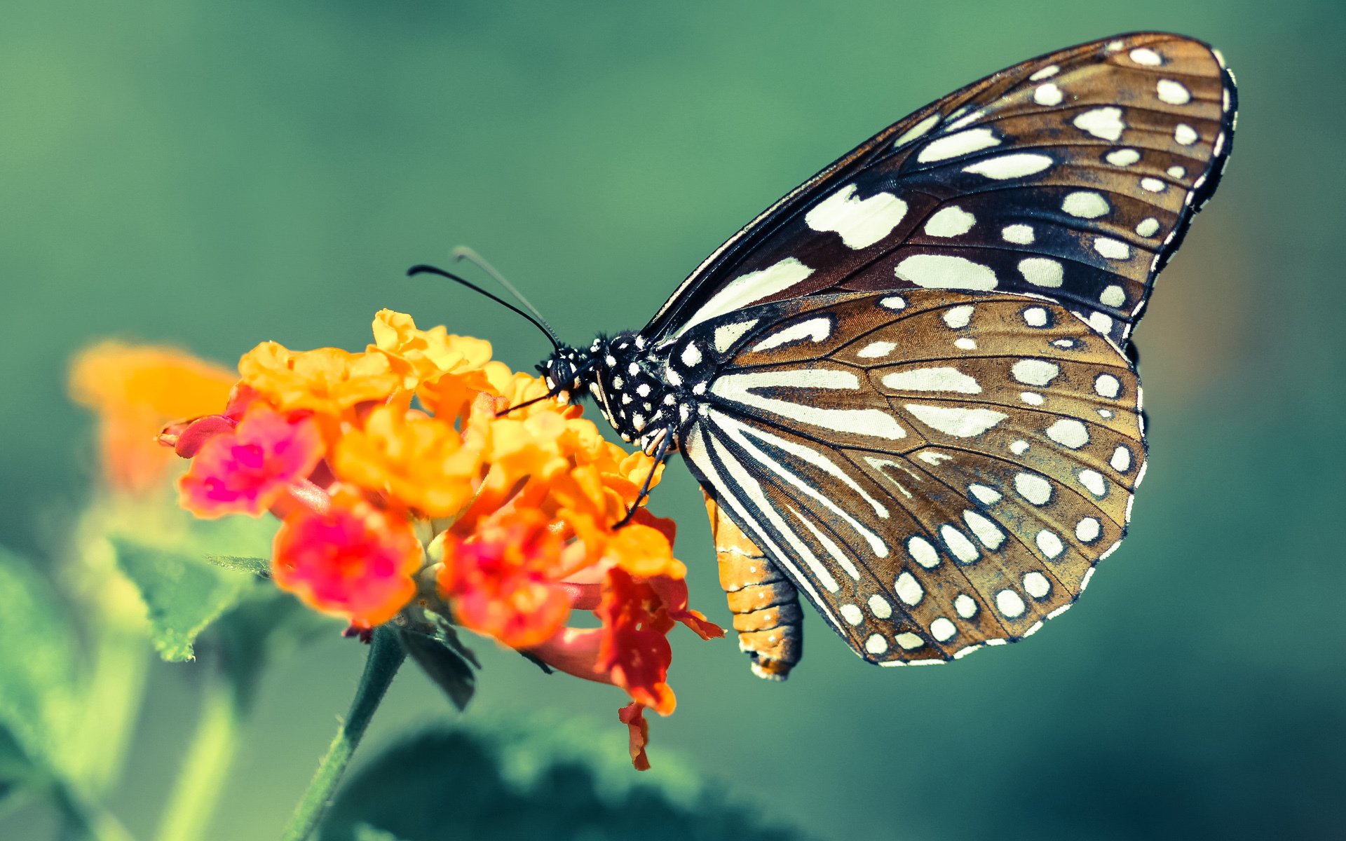 新加坡队未来目标:如何在世界乒乓大赛中脱颖而出,新加坡 乒乓