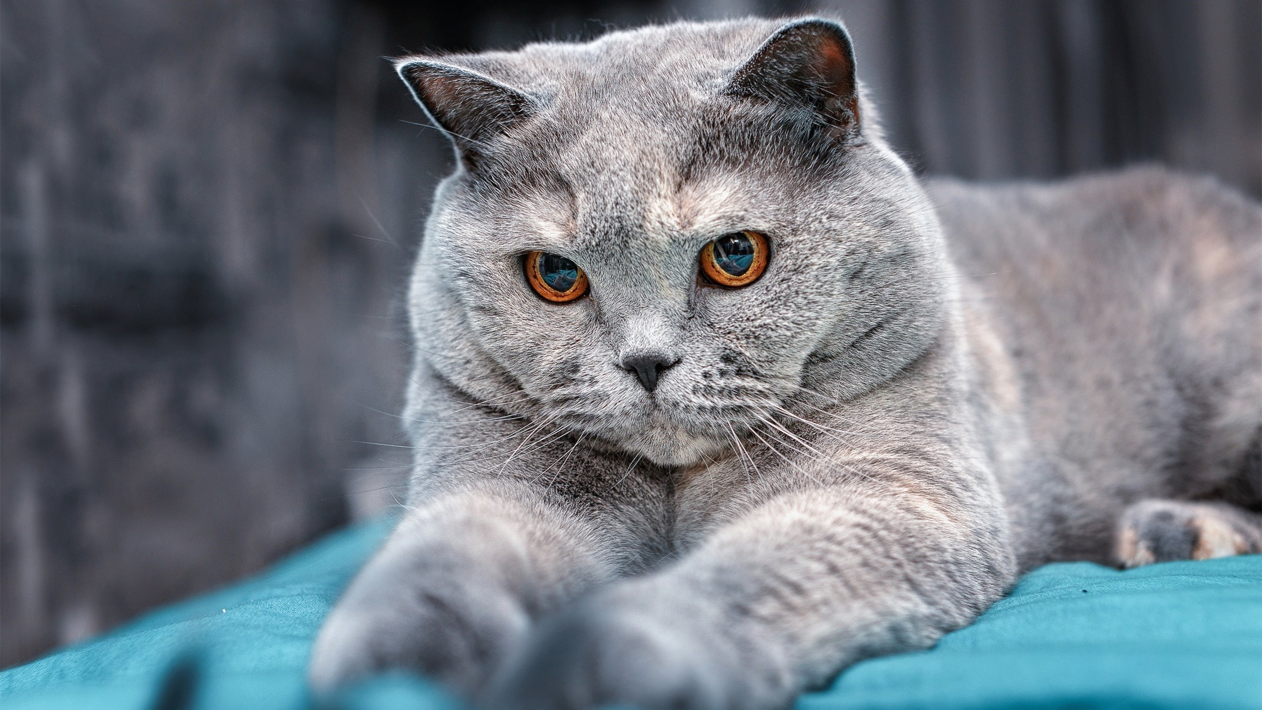 职业联赛人才流动机制不完善,职业联赛人才流动机制不完善的原因