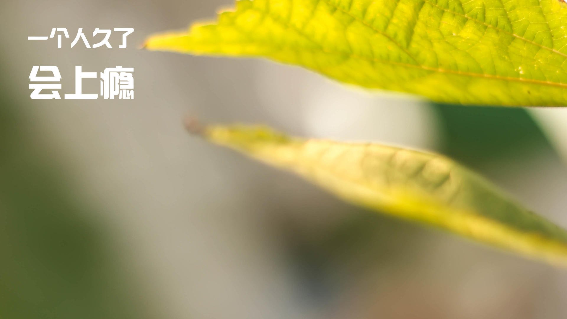 “阿根廷美洲狮队在橄榄球冠军赛中发挥亮眼”