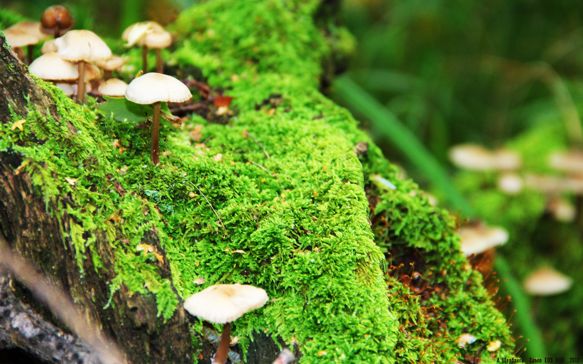 乌拉圭女篮在南美锦标赛中表现优异,体育舞台再攀新高峰,乌拉圭美女球迷