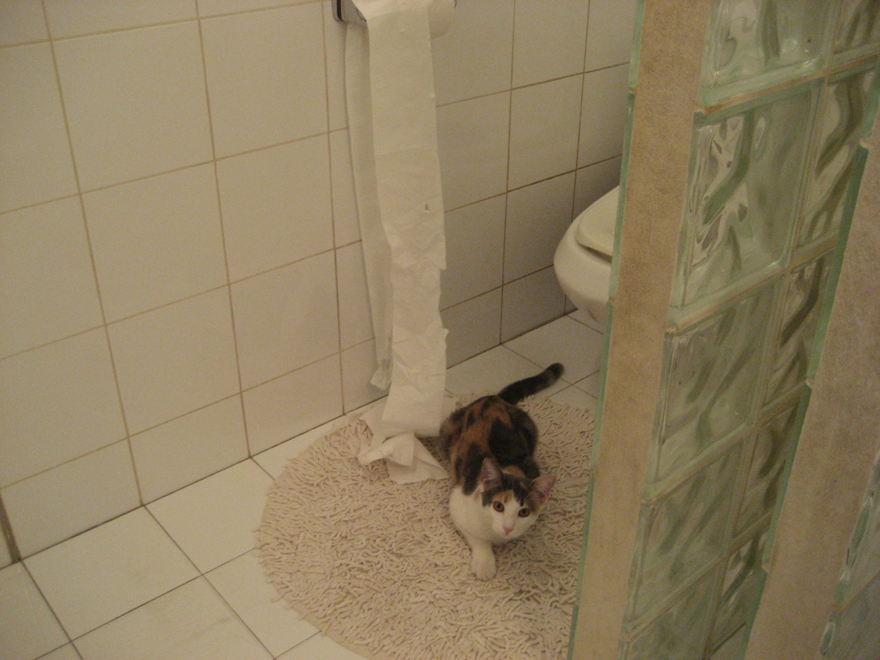 仰泳对决南非选手从容应战,仰泳冠军视频