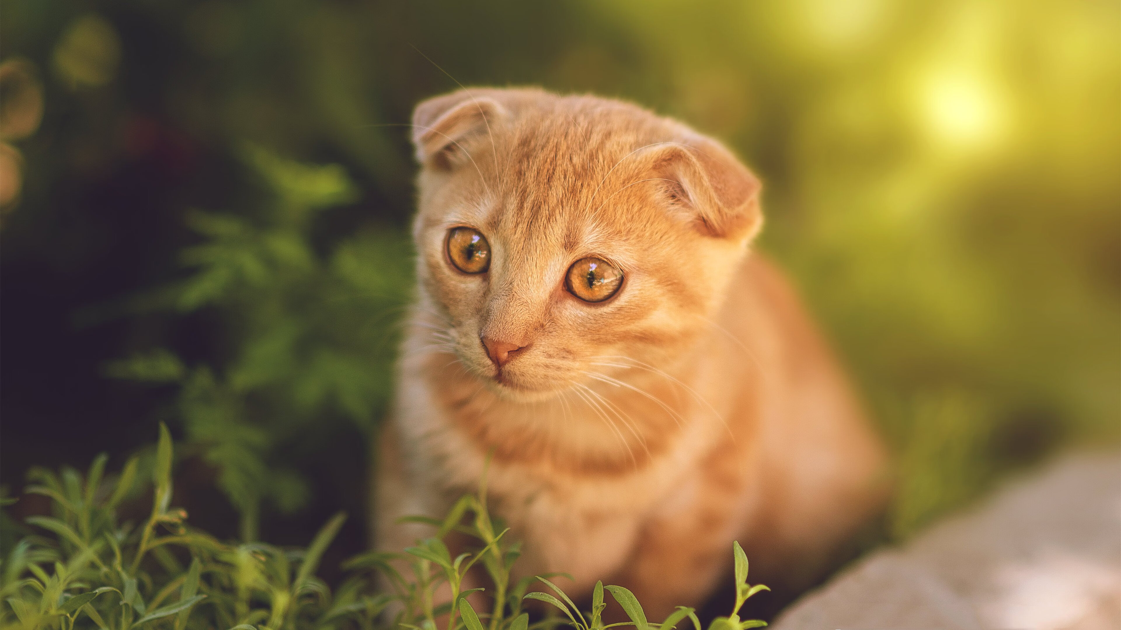 伤病管理方案升级加强运动前监测降低高强度训练损伤风险,运动损伤检测标准