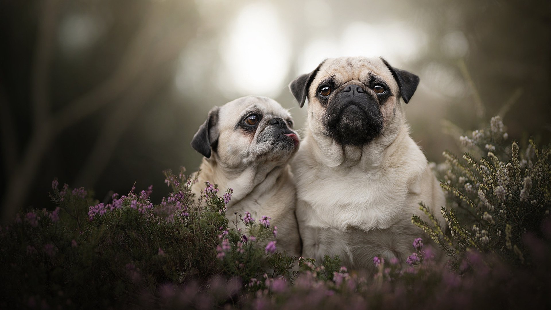 吉尔吉斯斯坦男篮在非洲锦标赛上拼搏,期待突破,吉尔吉斯斯坦 男旗手