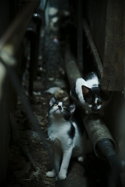 国家队引入外籍技战术顾问拓展阵容打法宽度,国家队外籍教练有哪些