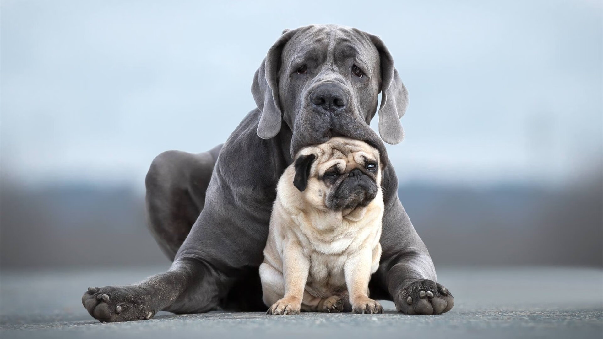 国际青少年足球合作计划推动全球青训体系建设迈上新台阶,2021国际青少年足球邀请赛