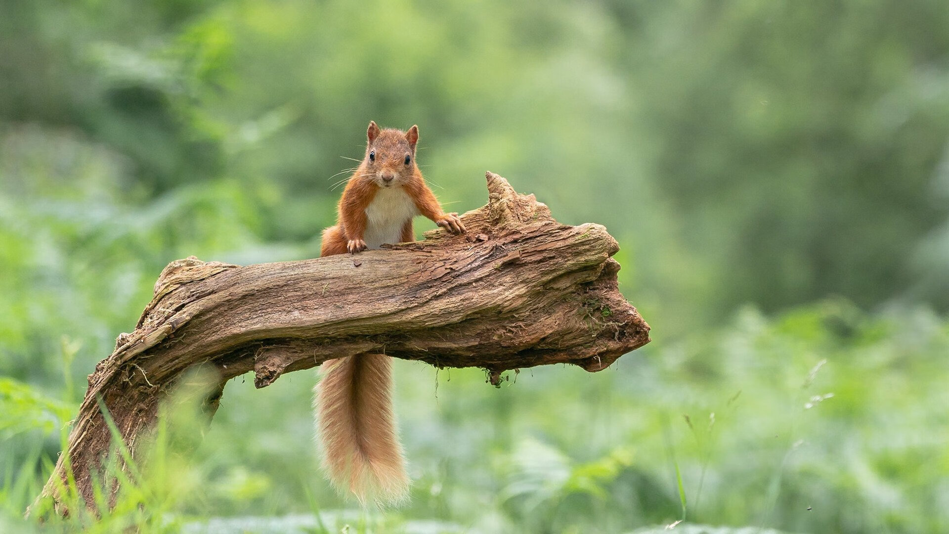 基:全黑队的“后场指挥官”,他为防线和进攻提供了稳定的保障
