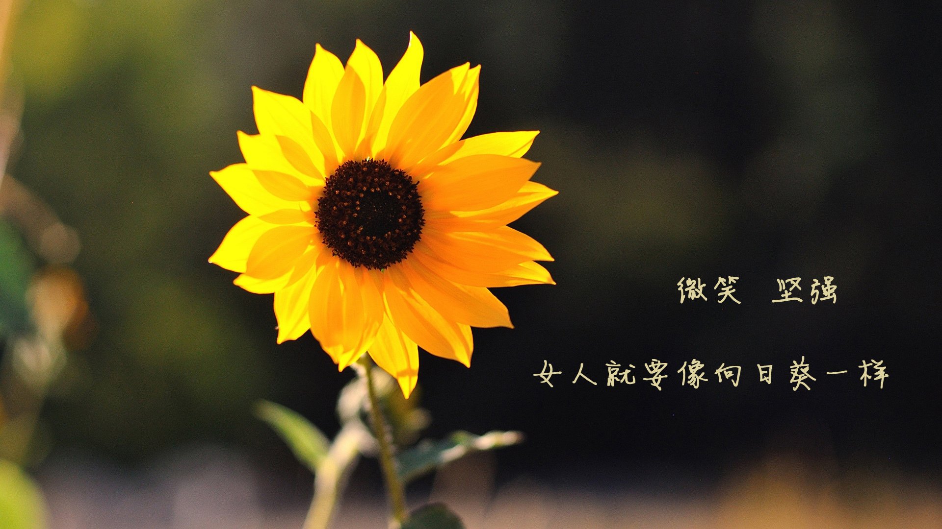 -尼日利亚男篮在非洲锦标赛中大获全胜，彰显球队实力