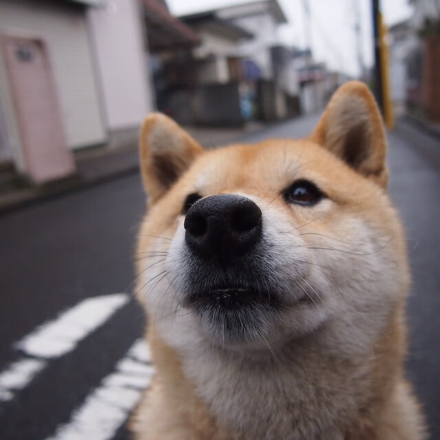 福特:逐渐成为新西兰橄榄球的未来支柱,带领全黑队冲击更高荣誉