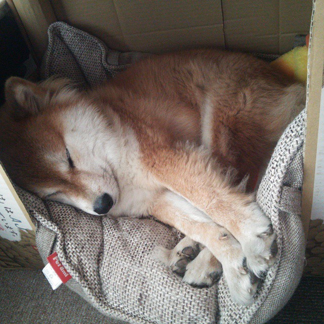 篮网积极调整战术保持东部竞争力,篮网东部最新排名