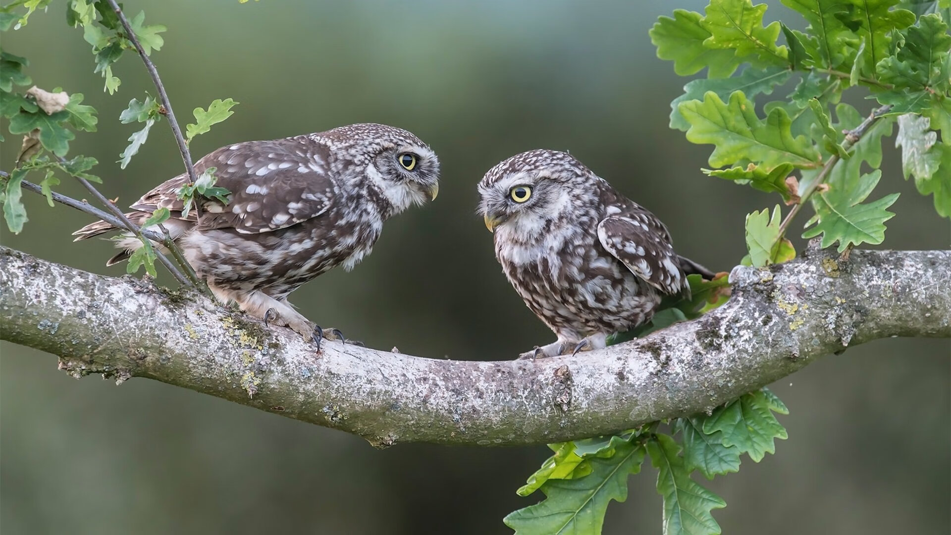 华体会app安装-职业联赛鼓励裁判参与国际赛事交流提升执法能力，职业技能大赛裁判长技术点评
