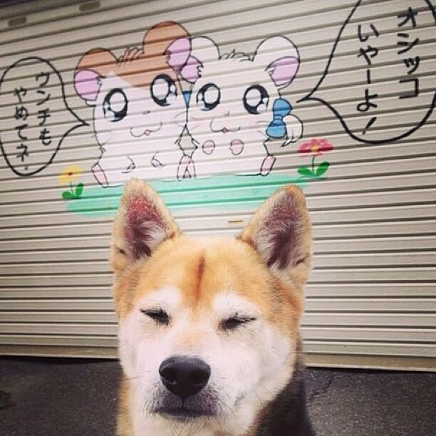 艾哈迈德代表突尼斯发出强音,艾哈迈德绍基百科