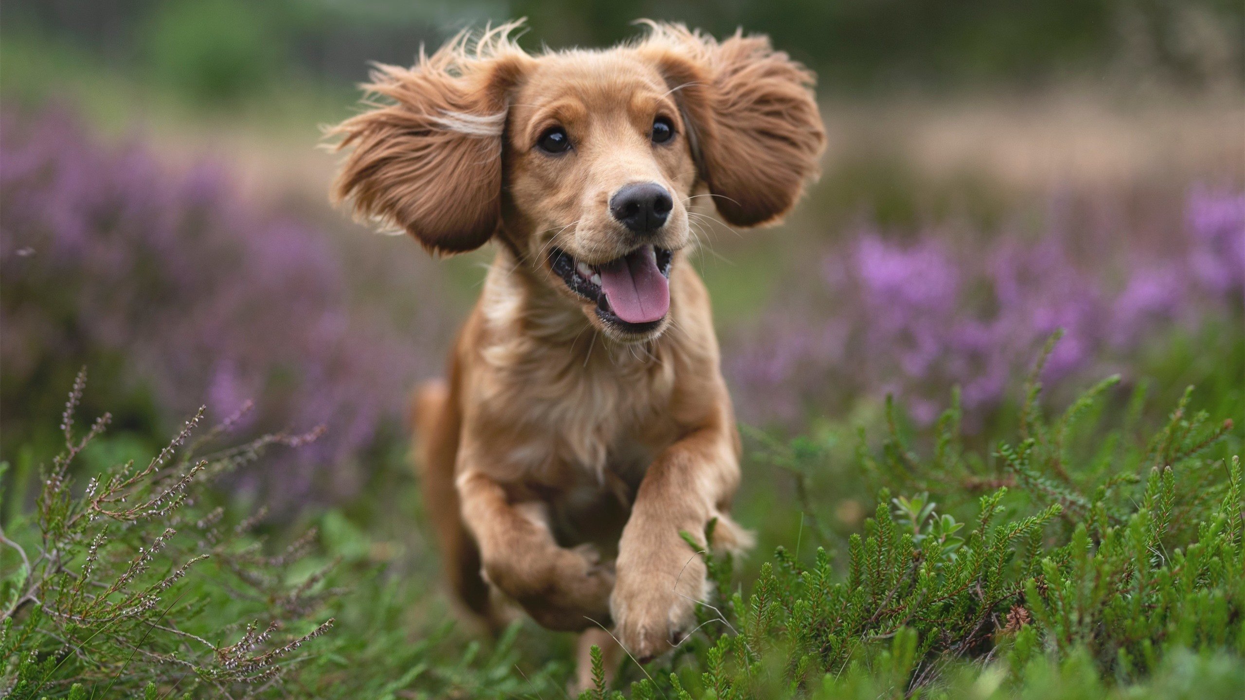 中国篮球是否推动青训体系与学校体育教育融合,《中国青少年篮球训练教学大纲》